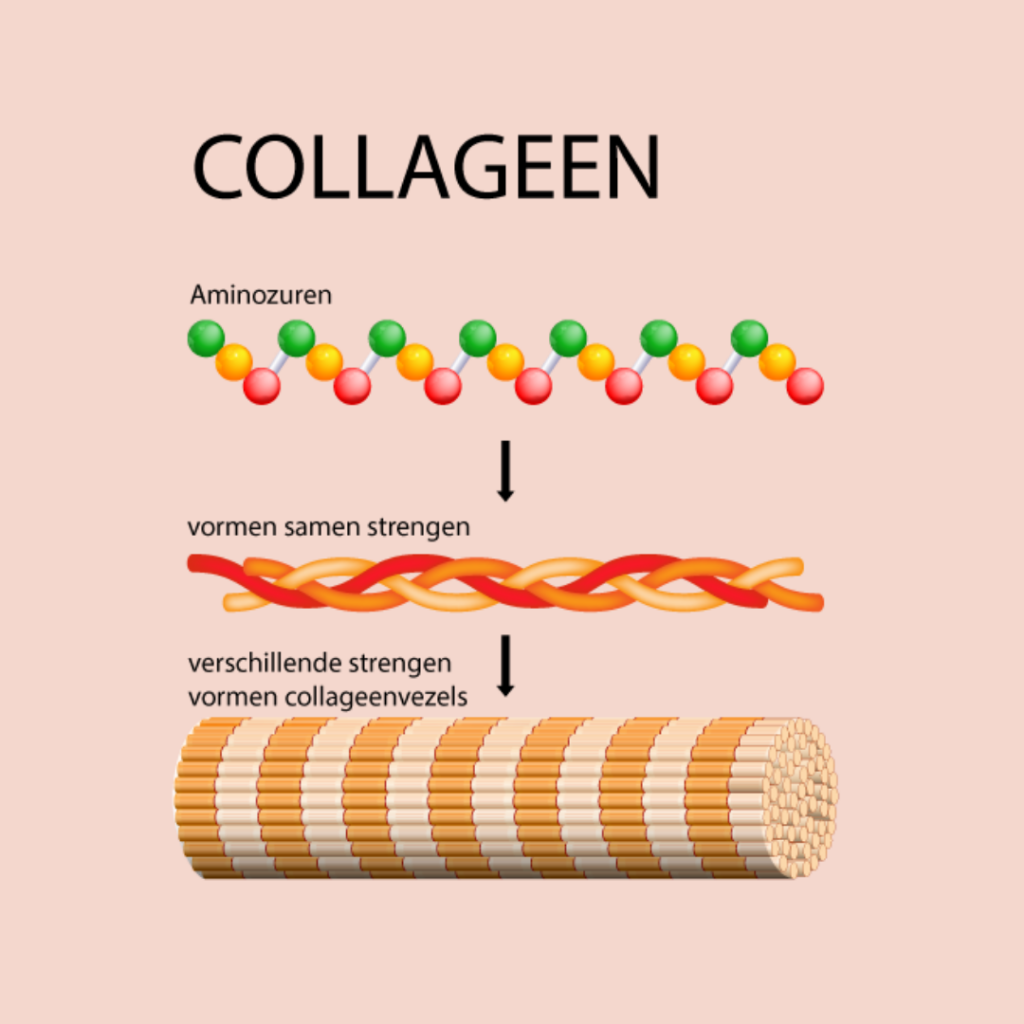 The 6 causes of collagen deficiency
